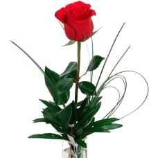 Glamorous Red Rose (BASE)