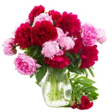 Blushing Beauty (Medium)