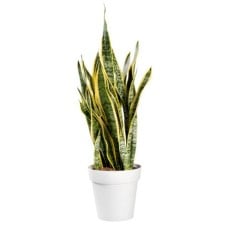 Snake Plant