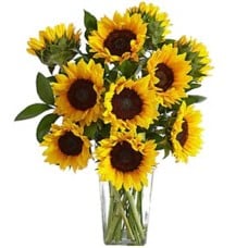 12 Sunflowers Selection