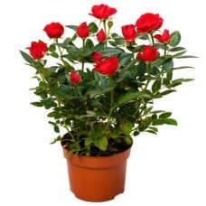 Mini-Rose in a Planter