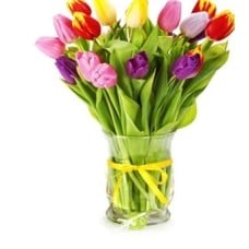 Mixed Tulips