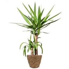 Yucca palm | Palmlily 80cm