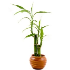 Lucky Bamboo