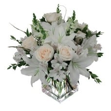 White Dream