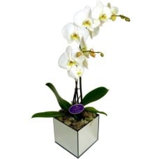 Luxury Twin-Stemmed Orchid