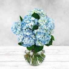 Blue Hydrangea