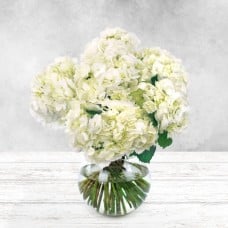 White Hydrangea