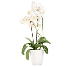 white orchid phalaenopsis (Standard)