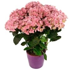 pink hydrangea plant (Standard)