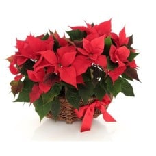 basket of poinsettia (Standard)