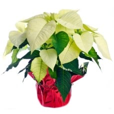 white poinsettia (Standard)