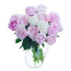 white and pink peonies (Standard)