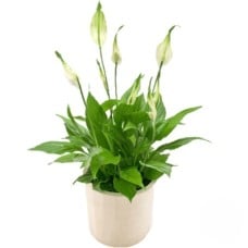 Spatiphyllum plant (Refined)