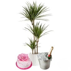 Green plant with cake and sparkling wine (Refined)