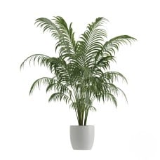 Kentia Plant (Refined)