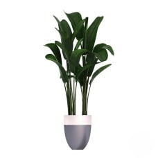 Strelitzia (Refined)