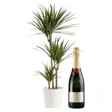 Green plant with bottle of sparkling wine (Refined)