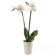 Double Stem Orchid
