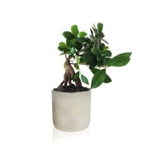 Small Bonsai