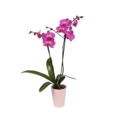 Purple Orchids