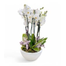 Majestic Orchids