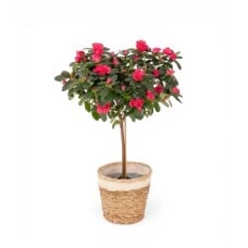 Azalea Tige Plant
