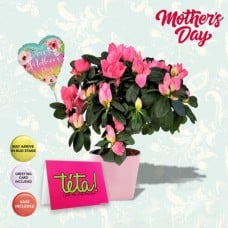 Love U Teta Azalea Plant