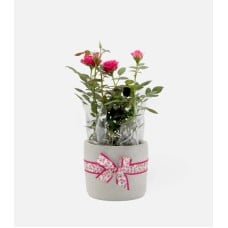 Baby Rose Plant