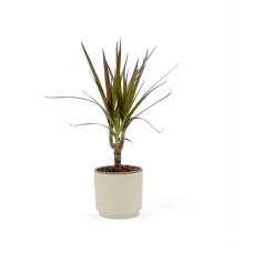 Dragon Tree Pot