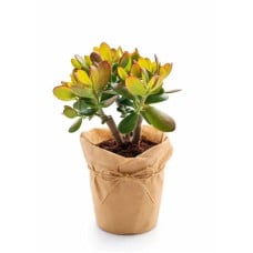 Golden Edge Jade Plant