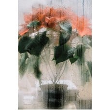 Poinsettia Plant