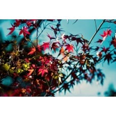 Santa Poinsettia Plant