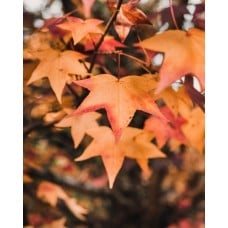Gold Small Poinsettia Plant