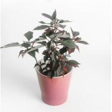 White Small Poinsettia Plant