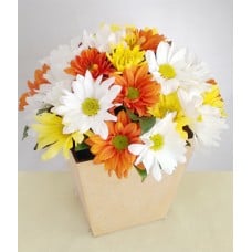 Gift: Daisy