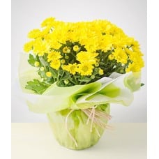 Pure Feeling: Plated daisy