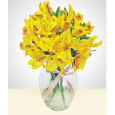 My Dream: Yellow Astromelia