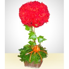 Flower Bud Arrangement