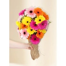 Gerberas - Colour Burst (20)
