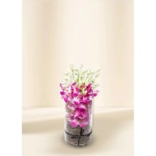 Majestic- Orchids (8)