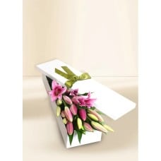 Oriental Lilies Elegant Pink 10