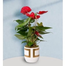 Anthurium Plant in Gold Square Vase