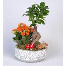 Orange Kalanchoe and Ficus Ging Seng Bonsai in Concrete Pot