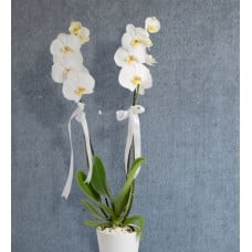 White Orchid Branch 2