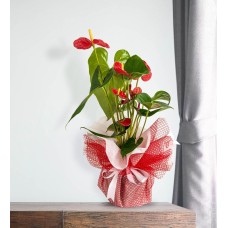 Red Anthurium Flowerpot