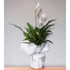 White Beauty