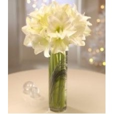 Winter White Elegance (Deluxe)