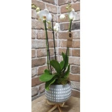 Orchid Plant In Pot