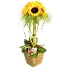 Sunshine arrangement (Standard)